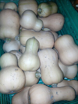 Butternut 100% bio