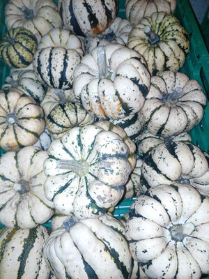 Courge patidou 100% bio