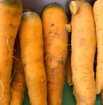 Carottes jaunes