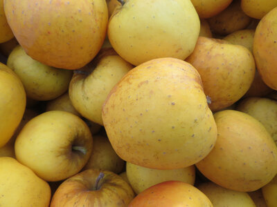 Pomme opal