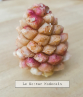 Le nectar médocain 'pigne'