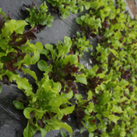 Mesclun