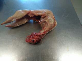 Lapin