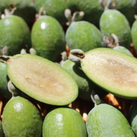 Feijoa bio