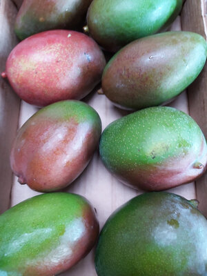 Mangue variété keit (agricultu