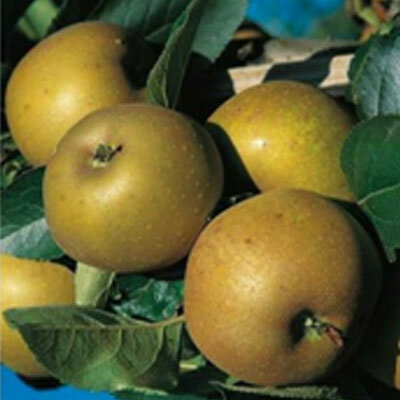 Pomme boskoop bio
