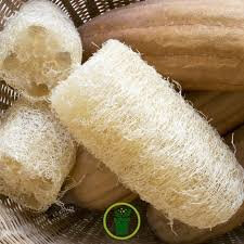 éponge végétale luffa