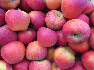 Pomme dalirène