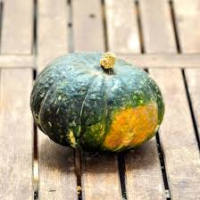 Courge doux vert d'hokkaido issue du potager bio