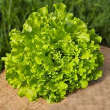 Salade