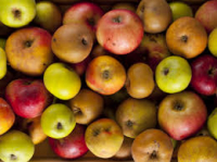 Pomme 'mélange variétal' en caisse de 10kg