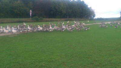 Oie toulouse / rhin de 4kg.