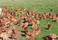 Poularde cou nu rouge 1.9kg