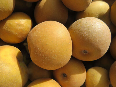 Pomme patte de loup