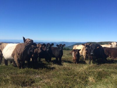 Colis de bœuf 3kg galloway/black angus