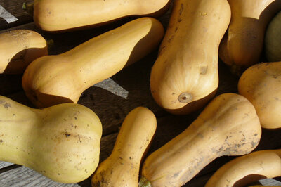 Butternut 0,7kg