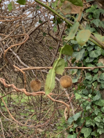 Kiwi naturels, sucrés et non tr