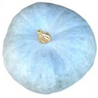 Potiron bleu de hongrie