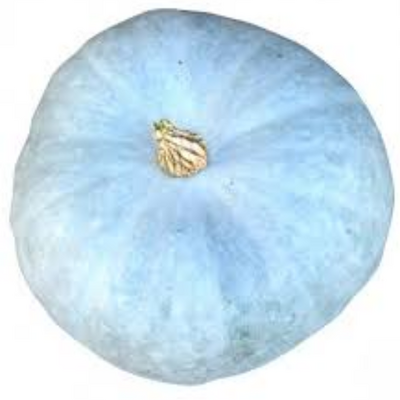 Potiron bleu de hongrie
