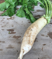 Radis blanc daïkon