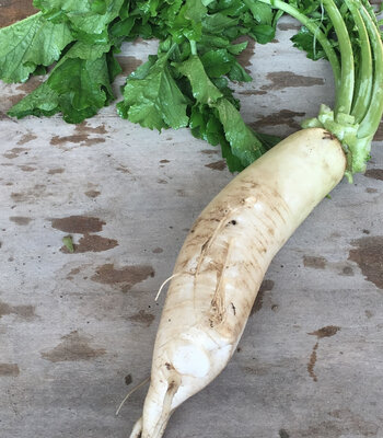 Radis blanc daïkon