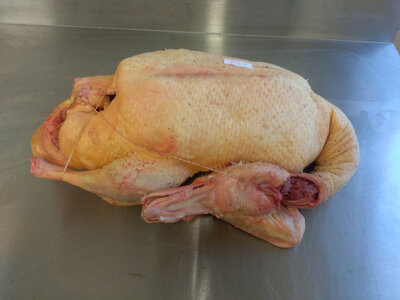 Canard