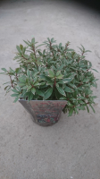 Pieris pot 13 cm
