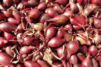 Echalotes sans traitement