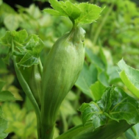 Angelique l’ashitaba (angelica keiskei)