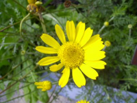 Anthémis des teinturiers