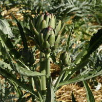 Artichaut gros vert de laon