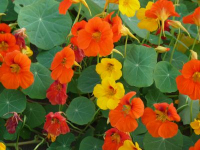 Capucine grimpante en mélange