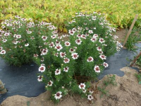 Chrysanthème à carène
