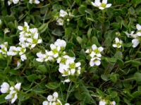 Cochléaire officinale