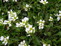 Cochléaire officinale