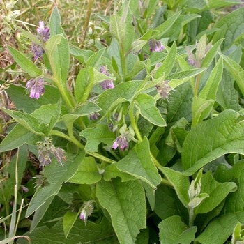 Consoude officinale