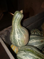 Courge cochiti pueblo