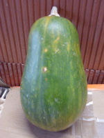 Courge musquée sucrine du berry