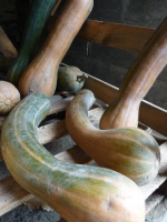 Courge musquée longue de nice