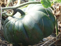 Courge musquée d’hiver de provence