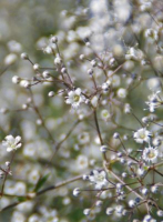 Gypsophile nuage