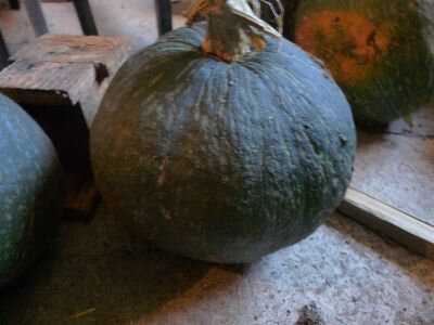 Potiron vert kabocha