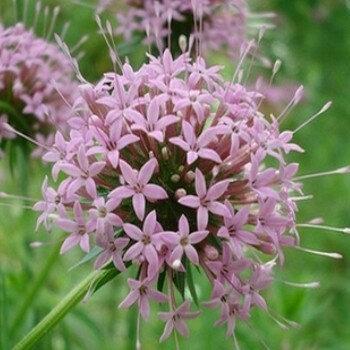 Crucianella stylosa (parfum cannabis