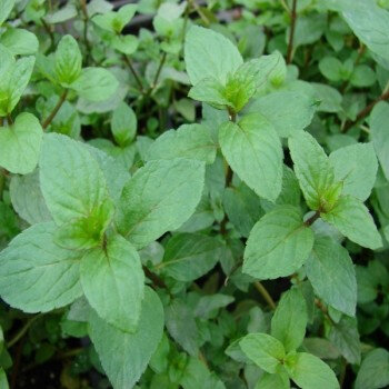 Menthe chocolat (mentha piperita)