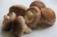 Champignon shiitake frais