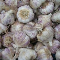 Ail violette