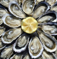 Plateau d’huîtres ouvertes marennes oleron