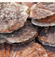 Coquilles saint-jacques nettoyées
