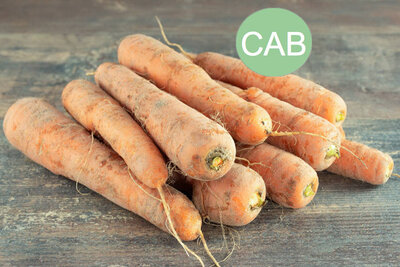 Carottes de sable bio