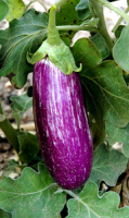 Aubergine violette tigrée bio